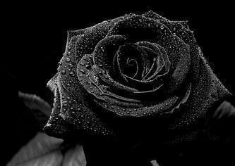 la rose